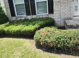 Leaf Removal by Jose Gonzalez for GEORGETTE W. in Waldorf, MD
