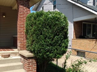 Bush Trimming by Jacob Jumper for Monique H. in Grand Rapids, MI