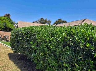 Bush Trimming by Caleb Peck for Brett T. in San Diego, CA