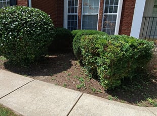 Bush Trimming by Jason Mauldin for Emeka I. in Suwanee, GA