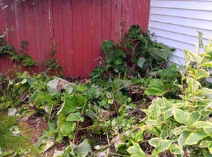 Cleanups by Kevin Rhyne for Shojonae J. in Madison, WI