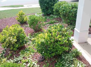 Bush Trimming by Montgomery Roberts for Ida W. in Canton, GA