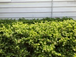 Bush Trimming by Matthew Bobbio for Jonathon O. in East Lansing, MI
