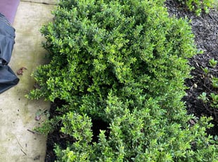Weeding by Thomas Gredig for Damika M. in Maryville, TN