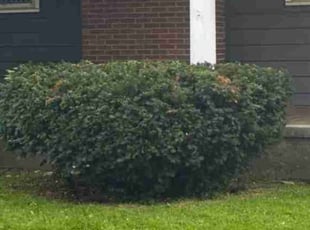 Bush Trimming by Josh Brockett for Veila D. in Syracuse, NY