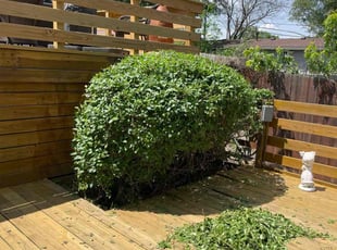Bush Trimming by Bo Hickmon for Glenda W. in Raytown, MO
