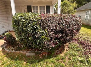 Bush Trimming by Markeiven Ogburn for Simone S. in Griffin, GA