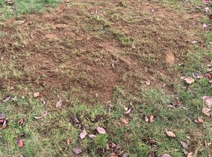 Cleanups by Antonio Ortega for Gina B. in Portland, OR