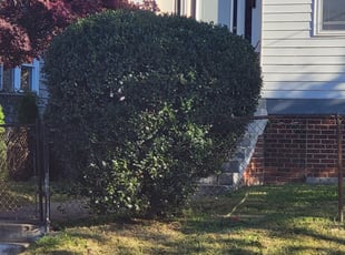 Bush Trimming by Jessica Porter for Rose W. in Capitol Heights, MD