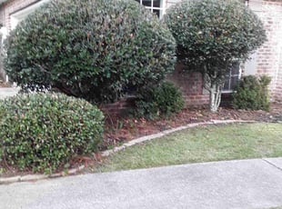 Bush Trimming by Robert Collins for Mitzi T. in Mandeville, LA