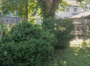 Bush Trimming by Terrance North for Dan K. in Covington, KY