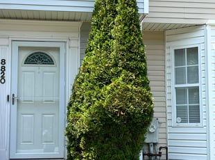 Bush Trimming by Baba Al for Lukman S. in Randallstown, MD