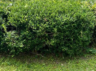 Bush Trimming by Quavion Finley for Tricia W. in Flowood, MS