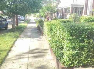 Bush Trimming by Chris Stewart for Stephanie B. in Washington, DC