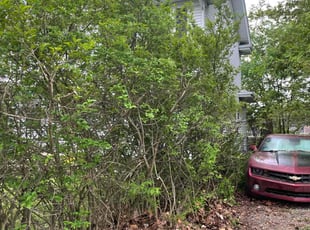 Bush Trimming by Wilmari Del Valle Salazar GonzΓ‘lez for Ken H. in Fort Wayne, IN