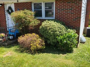 Bush Trimming by James Young for Karen H. in Rosedale, MD