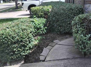 Bush Trimming by JosΓ© Gonzalez for Didarjan A. in Richmond, TX