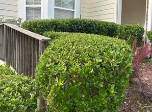 Bush Trimming by Dutch Lawn Care for Kawana M. in Loganville, GA