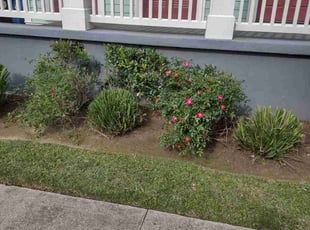 Bush Trimming by Gray Allen for Rebecca F. in New Orleans, LA