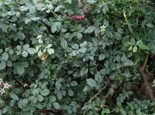 Bush Trimming by Jorge Veloz Castaneda for Daniel H. in Leander, TX