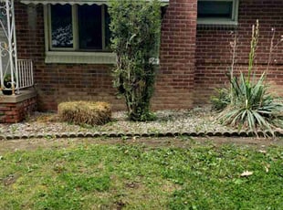 Bush Trimming by Chris M for Kimberly W. in Detroit, MI