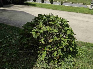 Bush Trimming by Artavius Clark for Monica W. in Capitol Heights, MD