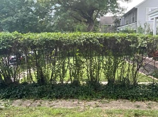 Bush Trimming by Valquez Russell for Katie M. in Columbus, OH
