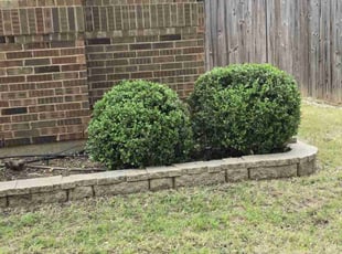 Bush Trimming by Michael Gill for James S. in Denton, TX