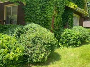 Bush Trimming by David Chase for Myra B. in Akron, OH