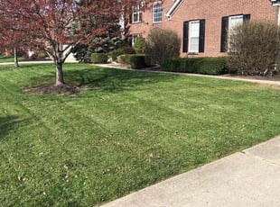 Todd b.'s Lawn Mowing Service service result