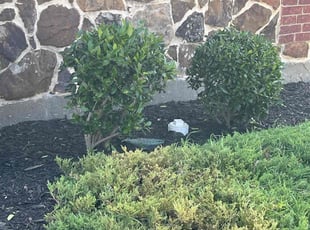 Weeding by Jai Kately for Pete L. in Waxahachie, TX