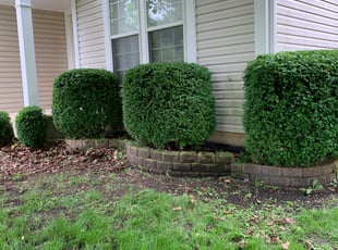 Bush Trimming by Jorge Yanez for Kristin I. in Aurora, IL