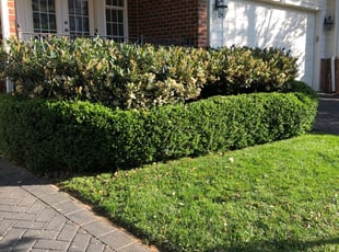 Bush Trimming by Jairo Salamanca for Ajith S. in Leesburg, VA