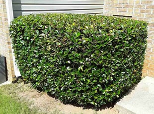 Bush Trimming by Jerry Gross Jr for Pamela B. in Lithonia, GA