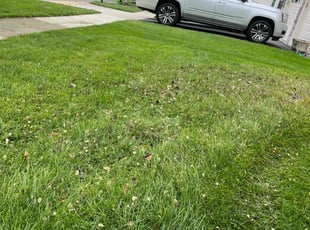 Leaf Removal by Alesandre Duarte for Javed R. in Leesburg, VA