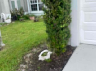 Bush Trimming by Charles Walton for Zan R. in Boynton Beach, FL