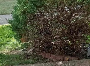Bush Trimming by Gralin Johnson for Shana L. in Benbrook, TX