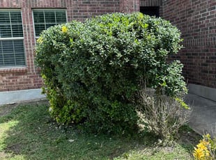 Bush Trimming by Lacy Dixon for Jordan p. in San Antonio, TX