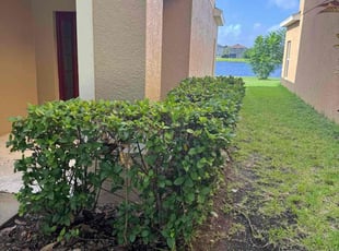 Bush Trimming by Joshua Gerrard for Eric B. in Ruskin, FL