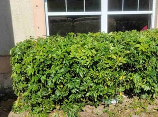 Bush Trimming by Luis Ferrer for Theodore L. in Cape Coral, FL