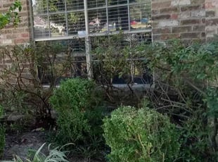 Bush Trimming by Roberto Pena for Paul M. in Spring, TX