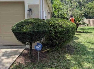 Bush Trimming by Carmelitte Nestor for Dustin B. in Jacksonville, FL