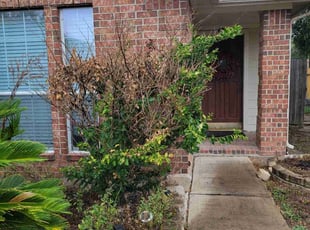 Bush Trimming by Gladis Carcamo for Robert D. in Houston, TX