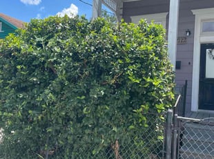 Bush Trimming by Akeem Lewis for Jason G. in New Orleans, LA