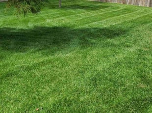 Joey H.'s Lawn Maintenance service result