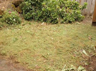 Leaf Removal by Robert Marsico for Jessica F. in Portland, OR