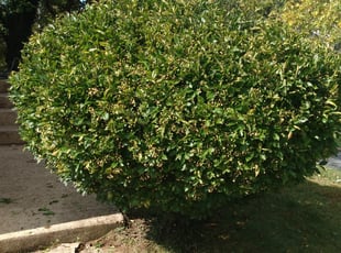 Bush Trimming by Tyrone Wilkins for Pete M. in District Heights, MD