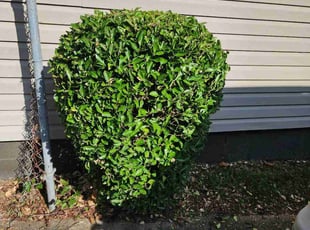 Bush Trimming by Jay M for Ben C. in Norfolk, VA