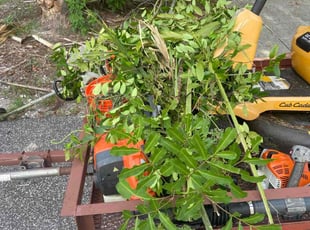 Christina K.'s Bush Trimming service result