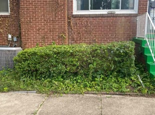 Bush Trimming by Samara Savage for Chuck J. in Temple Hills, MD